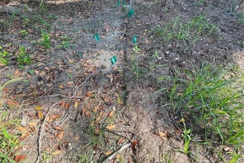 Land in Gainesville, Florida № 1886147 - photo 3