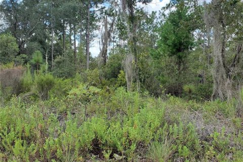 Land in Williston, Florida № 2162887 - photo 3