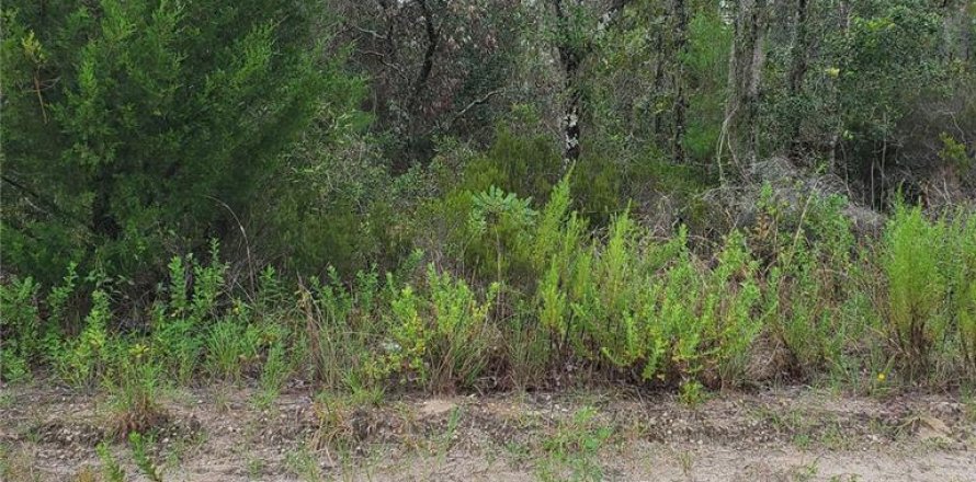 Land in Williston, Florida № 2162887