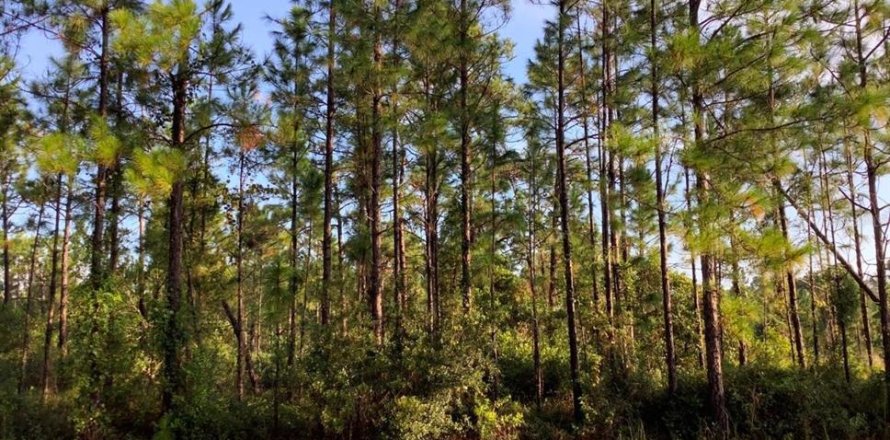 Terreno en Orlando, Florida № 1651573