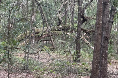 Land in Silver Springs Shores, Florida № 2202090 - photo 5