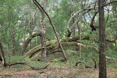 Land in Silver Springs Shores, Florida № 2202090 - photo 3