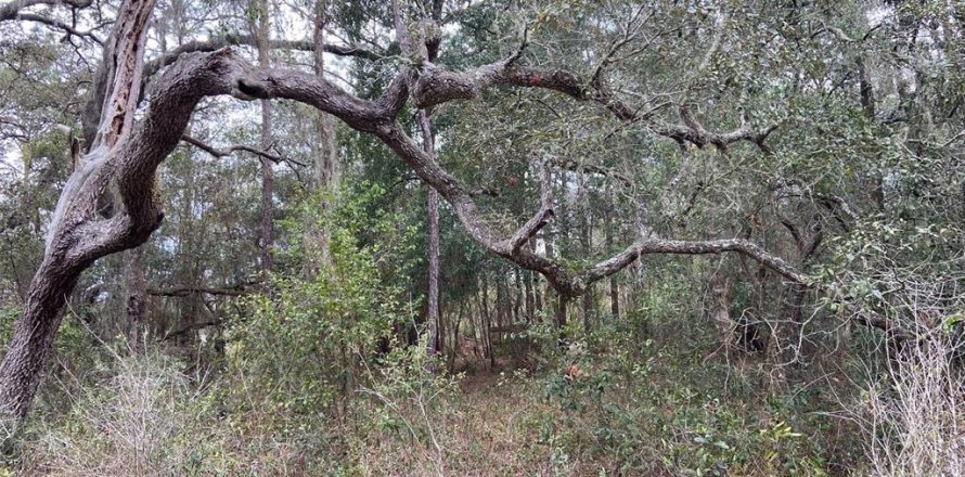 Land in New Port Richey, Florida № 1018711