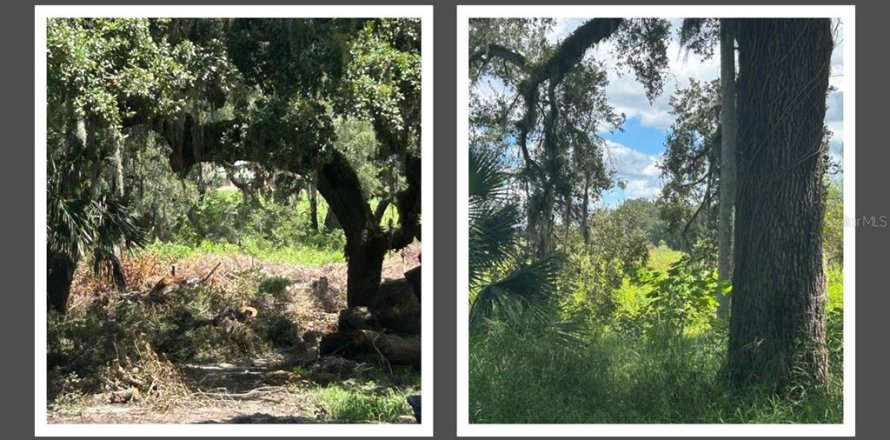 Land in Apopka, Florida № 1900556