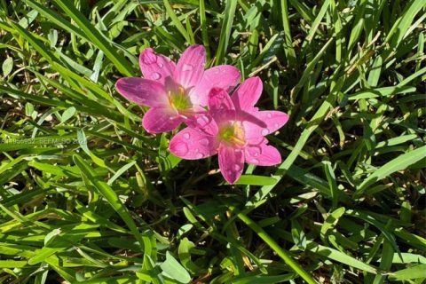 Villa ou maison à vendre à Miami, Floride: 3 chambres, 132.01 m2 № 2009738 - photo 27