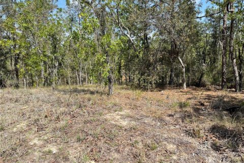 Land in Williston, Florida № 2232716 - photo 2