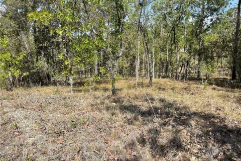 Land in Williston, Florida № 2232716 - photo 4