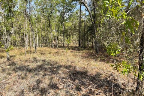 Land in Williston, Florida № 2232716 - photo 3
