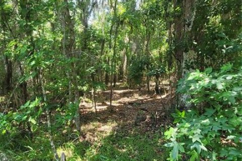 Land in Earleton, Florida № 1680993 - photo 2