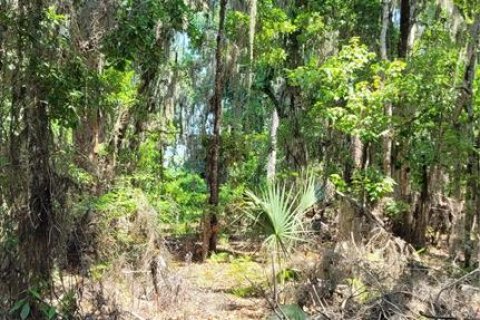 Land in Earleton, Florida № 1680993 - photo 12