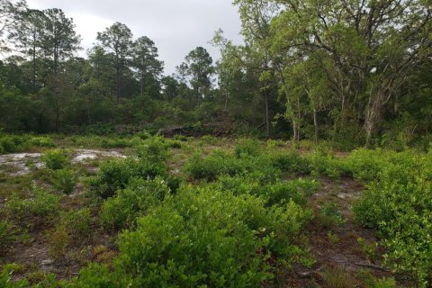 Terreno en venta en Crescent City, Florida № 768655 - foto 1