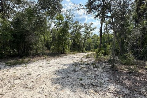 Land in Branford, Florida № 1909143 - photo 13