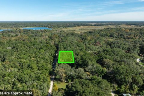 Land in Citra, Florida № 2207613 - photo 11