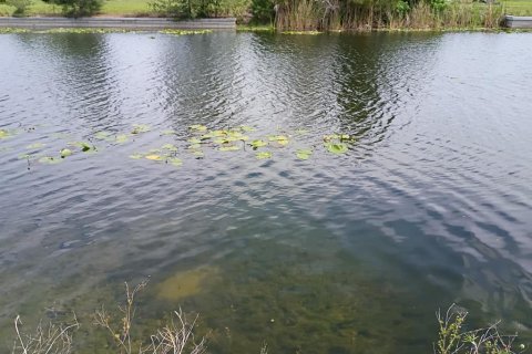 Land in Cape Coral, Florida № 2213575 - photo 7