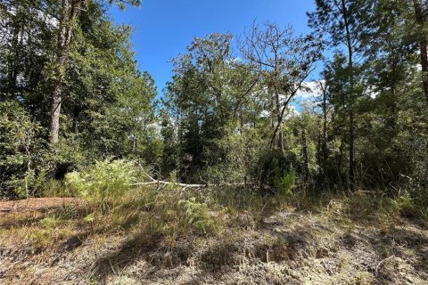 Terrain à vendre à Williston, Floride № 2233094 - photo 6