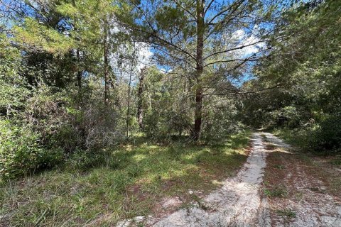 Terrain à vendre à Williston, Floride № 2233094 - photo 3