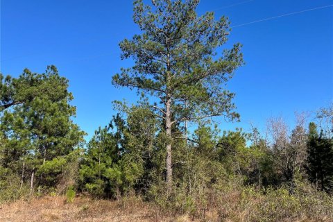 Land in Marianna, Florida № 2159401 - photo 2