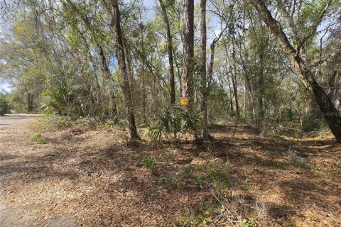 Land in DeLand, Florida № 1913980 - photo 5