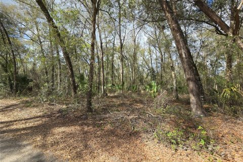 Land in DeLand, Florida № 1913980 - photo 16
