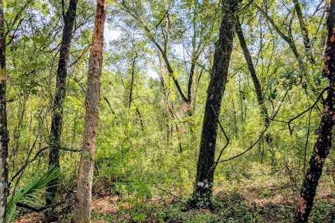Land in DeLand, Florida № 1913980 - photo 4