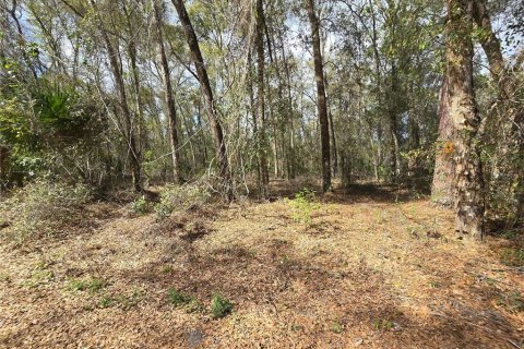 Land in DeLand, Florida № 1913980 - photo 6