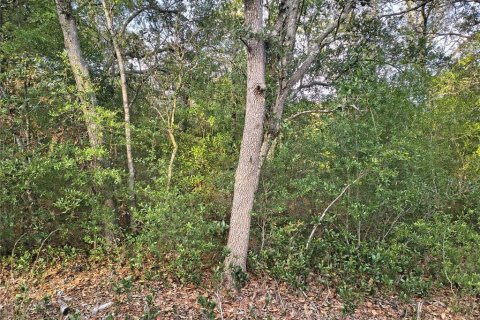 Land in Bronson, Florida № 2158946 - photo 2