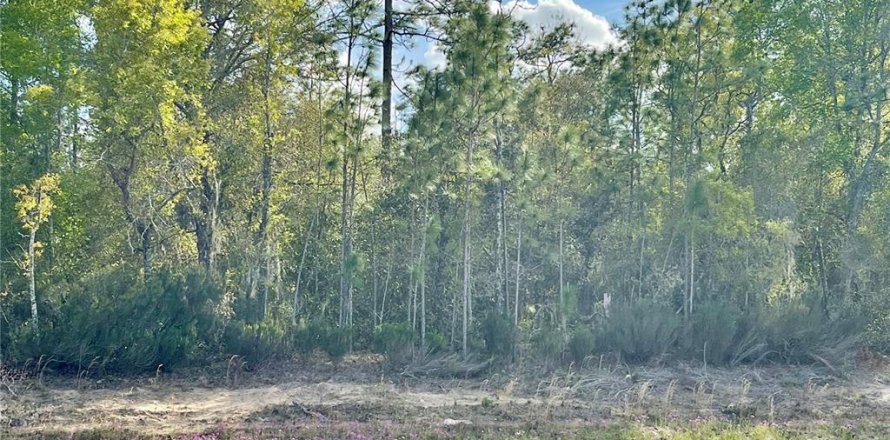 Terrain à Williston, Floride № 2206160