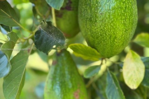 Land in Okeechobee, Florida № 1953423 - photo 11