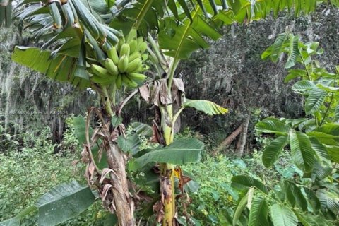 Land in Okeechobee, Florida № 1953423 - photo 12