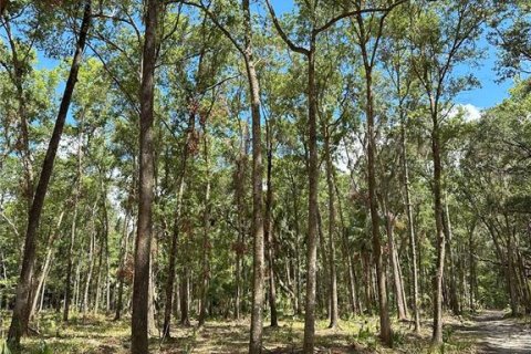 Land in Reddick, Florida № 1337556 - photo 9