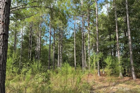 Land in Fort White, Florida № 1908769 - photo 14