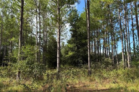 Land in Fort White, Florida № 1908769 - photo 15