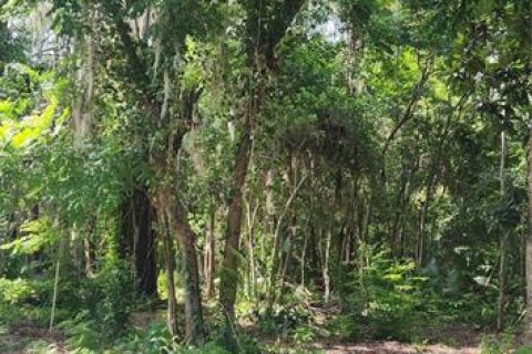 Land in Gainesville, Florida № 1906174 - photo 5