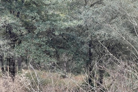 Купить коммерческую недвижимость в Крествью, Флорида № 562256 - фото 1