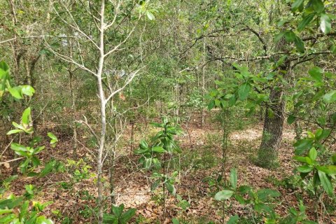 Land in Dunnellon, Florida № 2159140 - photo 10
