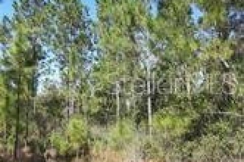 Снять в аренду земельный участок в Клермон, Флорида № 229349 - фото 1