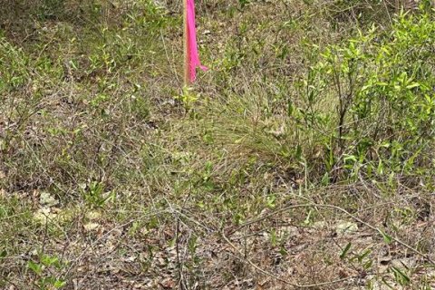 Land in Archer, Florida № 2161479 - photo 6