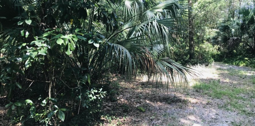Land in Melrose, Florida № 771032