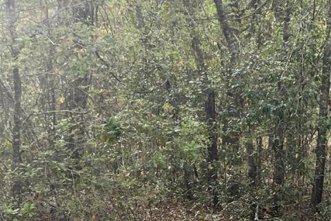 Terreno en venta en Bronson, Florida № 2213232 - foto 2