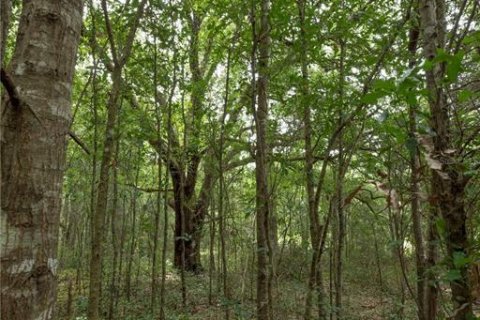 Terreno en venta en Morriston, Florida № 2166966 - foto 4