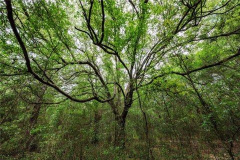 Terreno en venta en Morriston, Florida № 2166966 - foto 8