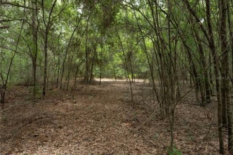 Terreno en venta en Morriston, Florida № 2166966 - foto 2