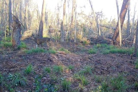 Terreno en venta en Madison, Florida № 1568878 - foto 24