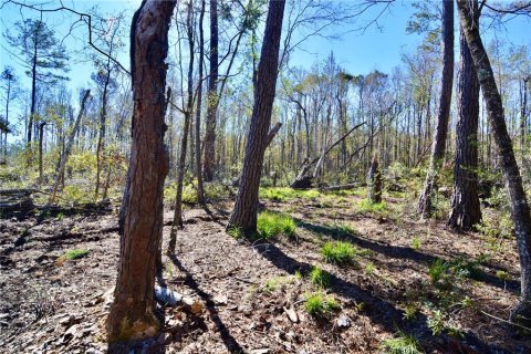 Terreno en venta en Madison, Florida № 1568878 - foto 4