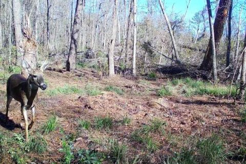 Terreno en venta en Madison, Florida № 1568878 - foto 22