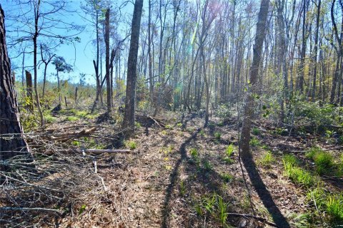 Terreno en venta en Madison, Florida № 1568878 - foto 17