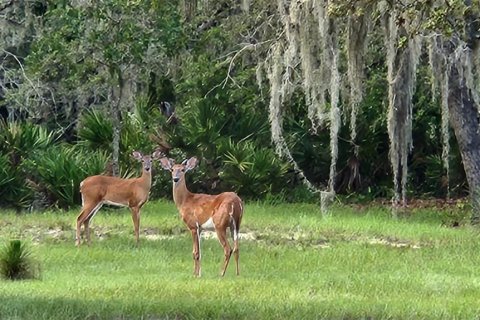 Villa ou maison à vendre à Lake Wales, Floride: 2 chambres, 93.65 m2 № 1876282 - photo 24