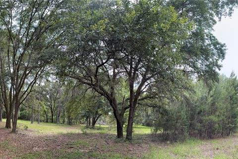 Land in Alachua, Florida № 1784712 - photo 7