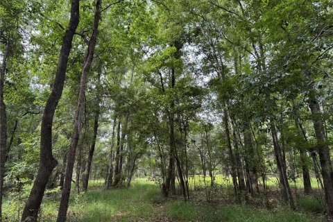 Land in Alachua, Florida № 1784712 - photo 29