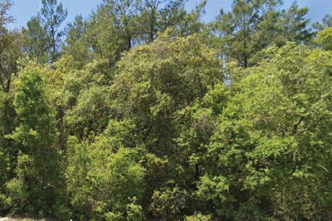 Land in Altoona, Florida № 2280514
